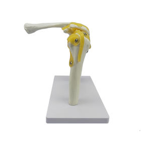 Modelo de articulación houlder de <span class=keywords><strong>esqueleto</strong></span> <span class=keywords><strong>humano</strong></span>, modelo de enseñanza de ligamento - Product Image 2