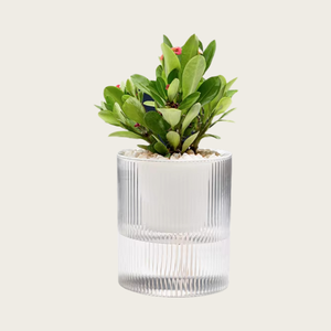 Nuovo Vaso per Fiori Trasparente ad Assorbimento Automatico dell'Acqua, Accessori da <span class=keywords><strong>Giardino</strong></span>, Fioriere con Assorbimento Automatico dell'Acqua - Product Image 1