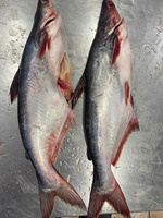 Pangasius Congelado de Granja Fresca VH, Grado A/B, Alta Calidad, Sabor Natural, Vietnam, Congelado en Bloques IQF/Piezas Preservadas