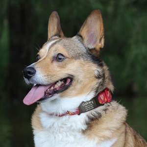 Etiquetas de Metal de silicona sin ruido para mascotas para grabar Collar de perro silencioso Acero inoxidable gatos personalizado deslizante en etiqueta de identificación de mascotas - Product Image 2