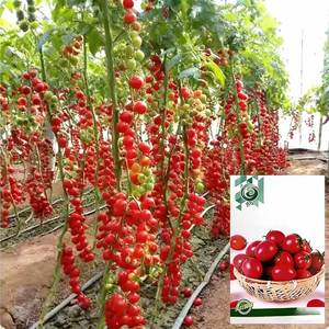Origine des plantes de tomates : Tomates à haut rendement pour la décoration des jardins et des cours - Product Image 4