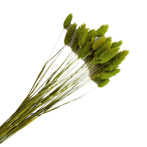 Hierba de Joyería de Zante, <span class=keywords><strong>Phalaris</strong></span>, Hierba Seca Decorativa para Bodas, Día de la Madre, Graduación, Decoración del Hogar, Flores Reales - Product Image 3
