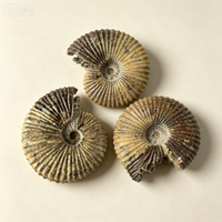 Vente en gros d'ammonites fossiles naturelles polies de Madagascar, grand spécimen d'ammonite nervurée pour la décoration intérieure et la lithothérapie Reiki