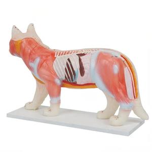 نموذج تعليمي لنقاط الوخز بالإبر للقطط للتدريب البيطري - Product Image 3