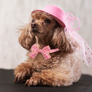 Fábrica al por mayor perro cuello pajaritas impreso poliéster mascota Collar accesorios decoraciones elegantes para la moda canina - Product Image 4