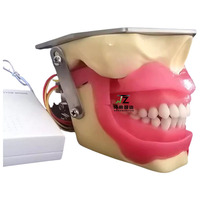 Modèle de pratique d'extraction de dents dentaires Anesthésie Modèle dentaire Gomme molle avec sonnerie
