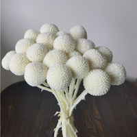 Bouquet de boutons de Billy préservés avec 20 tiges pour décorations de mariage, maison, bureau, fête