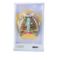Modelo de Movimiento Respiratorio Humano, Simulador de Movimiento del Diafragma, Modelo Anatómico Eléctrico 33225, Función Pulmonar