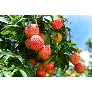 ลิ้นจี่ลิ้นจี่ผลไม้สดลิ้นจี่ลิ้นจี่ในกล่องพลาสติกไม่บรรจุกระป๋อง - Product Image 1