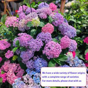Dropshipping Shopify Etsy Origen de Variedades de Hortensias Fáciles de Cultivar - Product Image 3