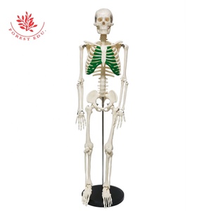 Anatomía Modelo de esqueleto humano El esternón verde Enseñanza Material de PVC Anatómico Vertical 85cm Modelo de esqueleto humano de alta calidad - Product Image 3