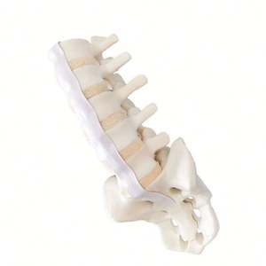 KyrenMed espuma sólida humana lombar 1 para sacro modelo espinhal lombar com raízes nervosas para ortopédica prática perfuração corte - Product Image 1