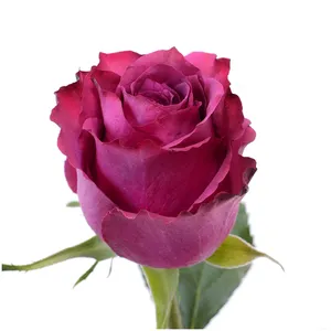 Свежие новые кенийские свежие срезанные цветы синие ягоды фиолетовая Роза с большой головой 60 см стебель оптом в розницу Свежие Срезанные розы