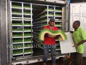 Lyine tự động màu xanh lá cây thủy canh lúa mạch thức ăn gia súc máy thủy canh bò thức ăn gia súc thiết bị - Product Image 5