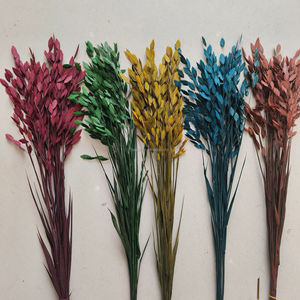Flor Seca Preservada Eterna de Hope <span class=keywords><strong>Grass</strong></span> Pequeña (Chasmanthium Latifolium) con Conservación en Glicerina, Larga Duración 3-5 Años - Product Image 4