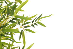 Juego de decoración Interior para jardín, <span class=keywords><strong>plantas</strong></span> de bambú de seda, amazones de alta calidad en línea, árbol Artificial japonés - Product Image 6