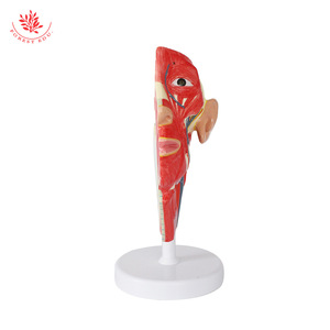Modèle de crâne humain avec muscles, nerfs et vaisseaux sanguins ; anatomie faciale ; modèle de nerf facial en demi-section humaine - Product Image 1