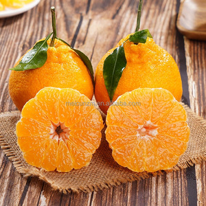 Tangerine chinoise Chunjian Dekopon, orange, agrumes frais de qualité supérieure, sucrés <span class=keywords><strong>et</strong></span> juteux, provenant du Sichuan, Chine - Product Image 6