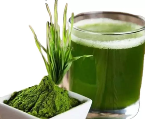 Extracto de Pasto de Cebada en Polvo Verde 100% Puro, Orgánico, Certificado ISO, Halal, Kosher y BRC - Product Image 6