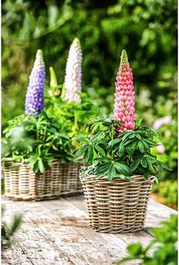 Phong cách tự nhiên mây <span class=keywords><strong>wicker</strong></span> Hộp trồng với lót nhựa - Product Image 5