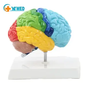 Medical science Human right Brain structure Brain anatomy model show Brain function areas for teaching resources