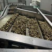 Prix direct usine Nouvelle récolte 2026 425g 800g 3kg Emballage en conserve Œufs de caille chinois conservés riches en protéines et sains