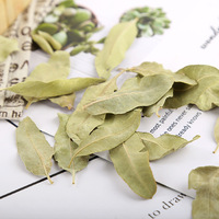 Té de Hojas de Luobuma |   Té Herbal Calmante y de Apoyo Hepático |   Sin cafeína |   Apocynum Veneti Folium Seco a Granel |   OEM Personalizado