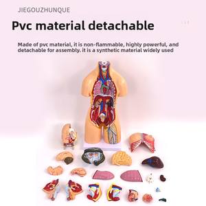 Modèle d'anatomie du torse masculin et féminin en PVC de 55cm avec 21 pièces détachables modèle d'organes internes d'organes humains d'éducation de la petite <span class=keywords><strong>enfance</strong></span> - Product Image 4