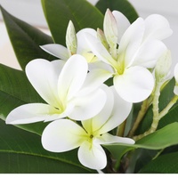 Bunga Plumeria Artificial Real Touch dengan Daun Besar untuk Dekorasi Rumah dan Pernikahan, Cabang Daun Bunga Artificial Real Touch