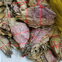 Feuilles d'olivier pour Betta, plantes aquatiques, matériau non comestible, pour petits poissons tropicaux, Arowana, tortues, crevettes, aquarium, réduction du pH