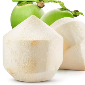 Coco Fresco Premium para Beber - Grado de Exportación - Coco Tierno Semi-Descascarado con Pulpa Rica en Agua Dulce - Precio al por Mayor de Vietnam - Product Image 1