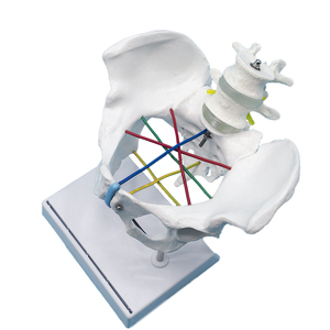 Modèle de mesure des os pelviens féminins grandeur nature avec vertèbres lombaires et lignes de mesure codées par couleur pour obstétrique et gynécologie - Product Image 3