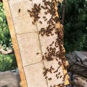 Miel en masse biologique non filtré, comble de miel comestible, idéal pour les aliments santé - Product Image 4