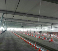 Attrezzatura Avicola Big Herdsman per Allevamenti di Polli da Riproduzione per la Somministrazione di Mangime - Product Image 6