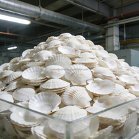 Coquilles Saint-Jacques blanches propres, matériaux faits à la main pour projets DIY, ornements artisanaux et décoration intérieure sur le thème de la plage