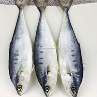 Fournisseur chinois Vente en gros de haute qualité Maquereau chinois séché au soleil Maquereau à pois bleus Poisson 10KG Approvisionnement commercial