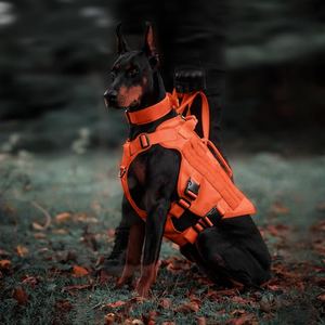 Harness Anjing Taktis Oranye Berkualitas Tinggi Anti Tarik untuk Anjing Sedang - Product Image 4