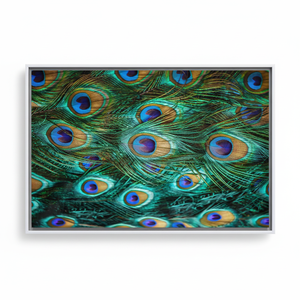 Peacock Feather Glass Wall Art: Colorful Animal Printed Canvas,WHITE <b>FRAMED</b> CANVAS - Product Image 2