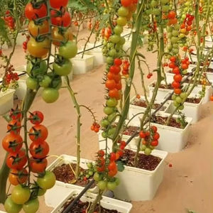 Système hydroponique de culture de tomates en intérieur avec pompe - Circulation d'eau automatisée, irrigation en serre pour le jardinage à domicile - Product Image 1