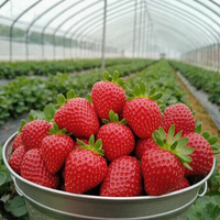 Serre de haute qualité facile à installer pour la plantation de fruits et légumes.