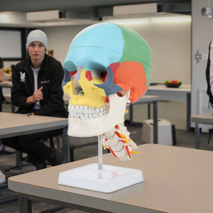 Cráneo Humano de Color con Columna <span class=keywords><strong>Cervical</strong></span>, Modelo de <span class=keywords><strong>Esqueleto</strong></span> Humano 170 - Product Image 4