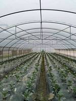 Serre agricole à tunnel unique Jiapei, économique, pour la culture de la tomate
