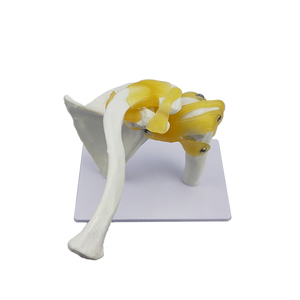 Modelo de articulación houlder de <span class=keywords><strong>esqueleto</strong></span> <span class=keywords><strong>humano</strong></span>, modelo de enseñanza de ligamento - Product Image 6