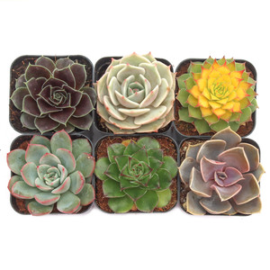 Paquete Variado de Suculentas Rosette Coloridas, Exhibición de Suculentas con Surtido de Echeveria Sempervivum en Macetas de 2 Pulgadas - Product Image 2