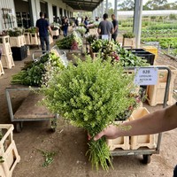 Feuillage de Lepidium vert fraîchement coupé de qualité supérieure pour la décoration de bouquets de mariage, vente en gros depuis Kunming
