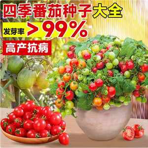 เมล็ดพันธุ์มะเขือเทศสตรอว์เบอร์รี่-ต้นกล้าหวานพิเศษ ต้นเหล็กเปลือกเหนือตะวันออกเฉียงเหนือ วัสดุใยมะพร้าว - Product Image 4