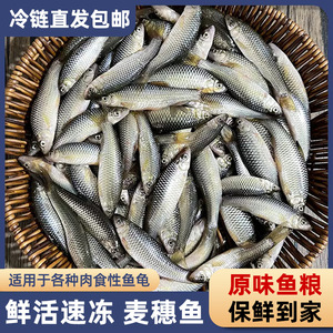 Camarones Congelados para Alimento de Tortugas 500g, Alimento para Peces de Agua Dulce, Forma Redondeada, Envío Directo de Fábrica - Product Image 5