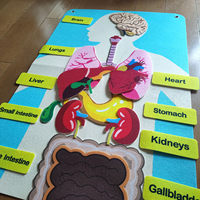 Tableau de cognition de la structure des organes humains pour enfants, en tissu, pour l'éducation précoce, sur le thème des sciences, avec velcro, en anglais