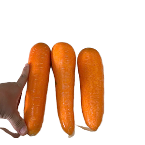 Carotte orange fraîche biologique riche en vitamines du Vietnam Stockage frigorifique de qualité supérieure pour les marchés d'exportation et de détail Tailles S/M/L - Product Image 5