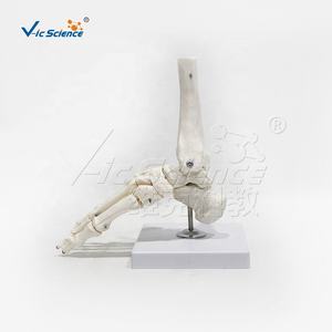 Modello anatomico dello scheletro del piede del PVC con la caviglia per <span class=keywords><strong>formazione</strong></span> ed <span class=keywords><strong>educazione</strong></span> <span class=keywords><strong>di</strong></span> scienza medica - Product Image 3
